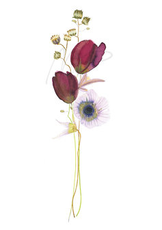 Wenskaart - Tulipe &amp; anemone